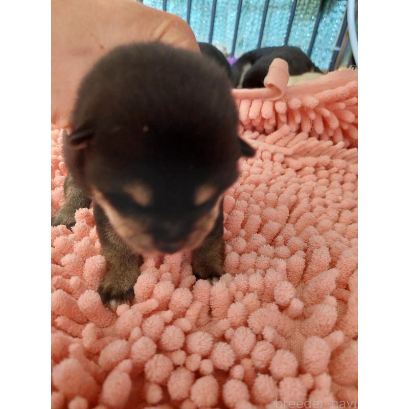 販売中の高知県の豆柴-440640の5枚目