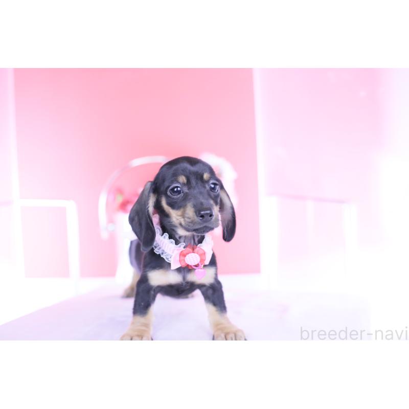 販売中の愛知県のカニンヘンダックスフンド(スムースヘアード)-435698の11枚目