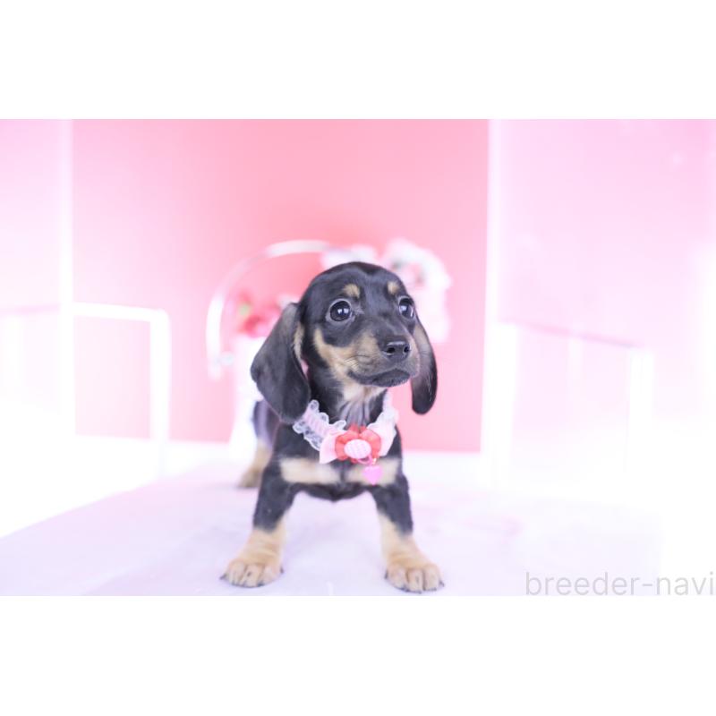 販売中の愛知県のカニンヘンダックスフンド(スムースヘアード)-435698の9枚目