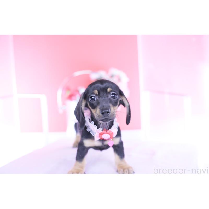 販売中の愛知県のカニンヘンダックスフンド(スムースヘアード)-435698の8枚目