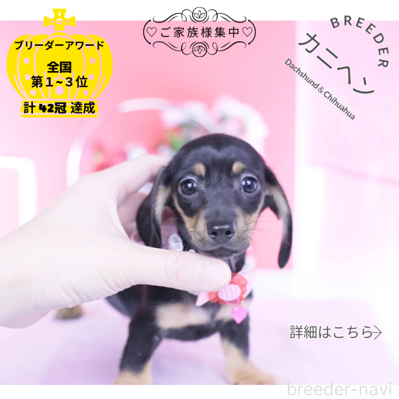 販売中の愛知県のカニンヘンダックスフンド(スムースヘアード)-435698の1枚目