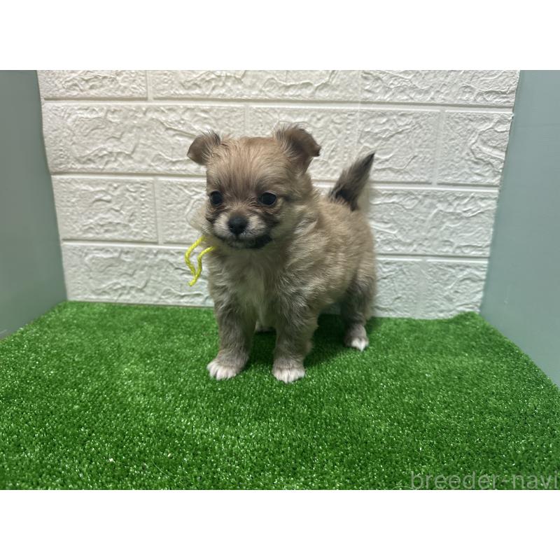 販売中の愛媛県のポメチワ:ポメラニアン×チワワ-442246の4枚目