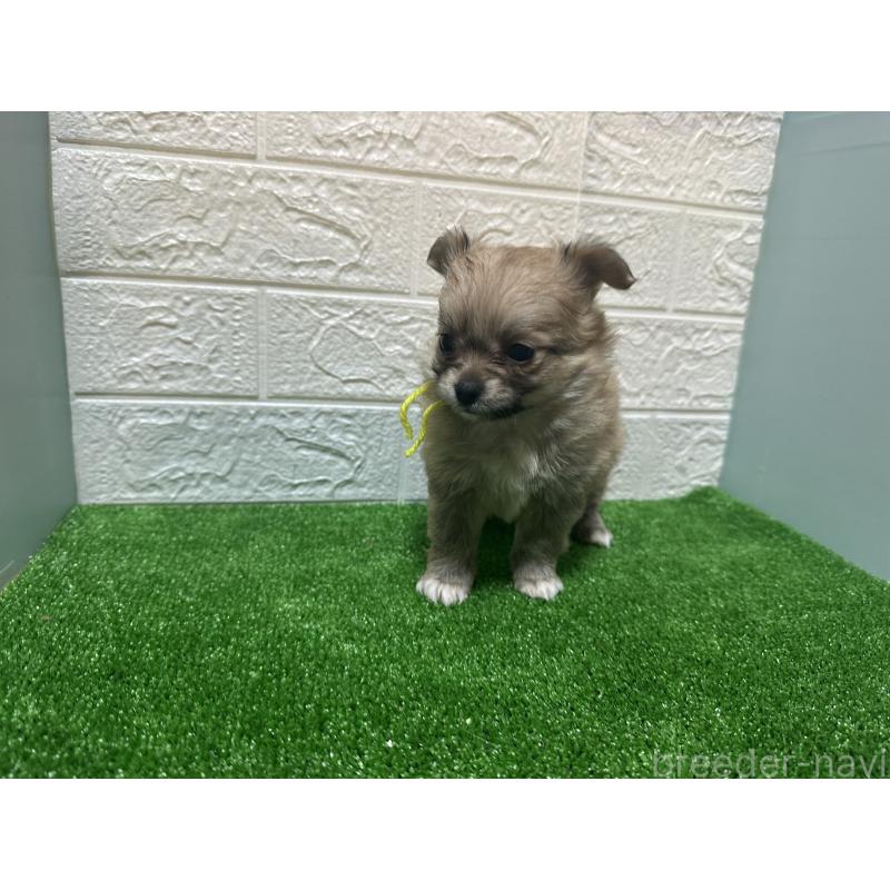 販売中の愛媛県のポメチワ:ポメラニアン×チワワ-442246の3枚目