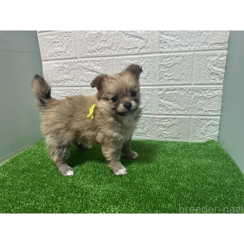販売中の愛媛県のポメチワ:ポメラニアン×チワワ-442246の2枚目