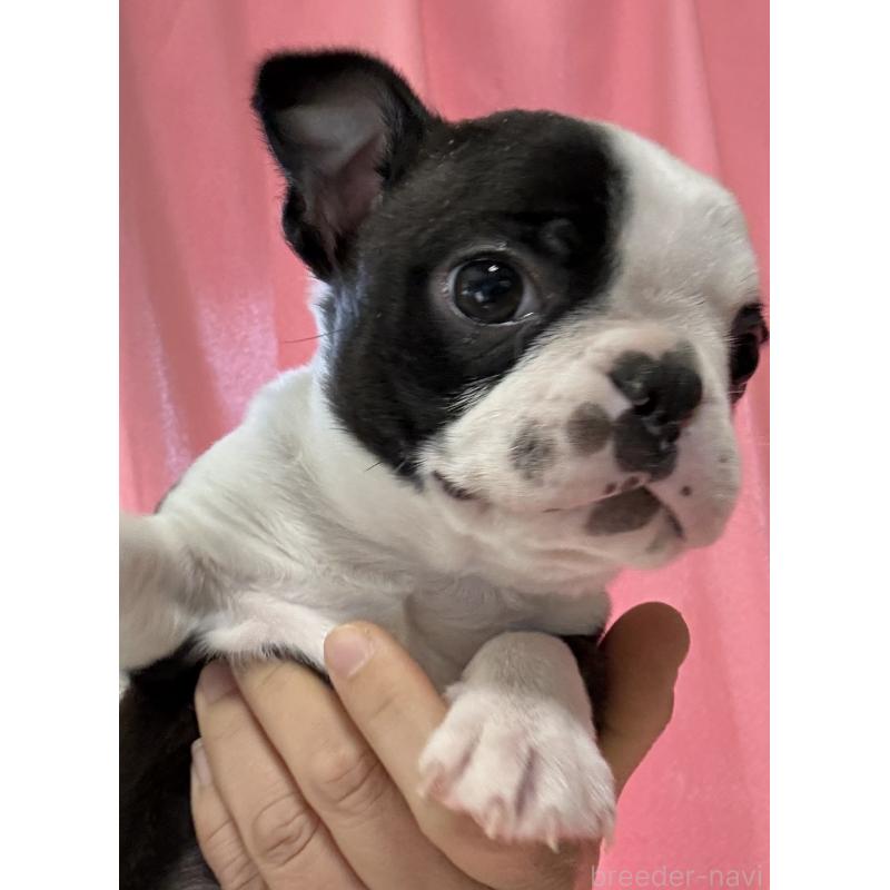 販売中の茨城県のボストンテリア-441089の4枚目