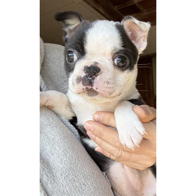 販売中の茨城県のボストンテリア-441089の3枚目