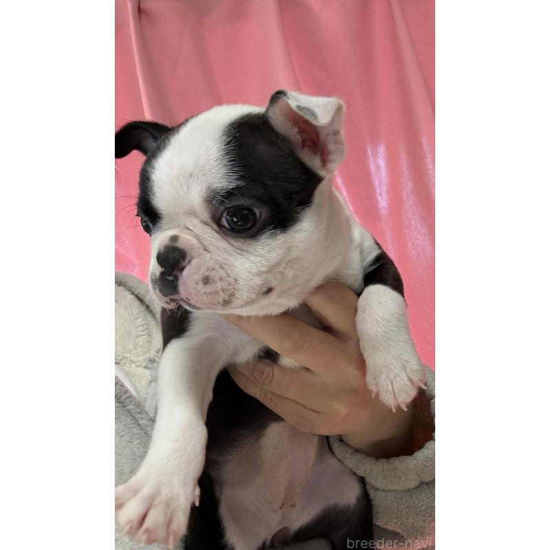 販売中の茨城県のボストンテリア-441089の2枚目