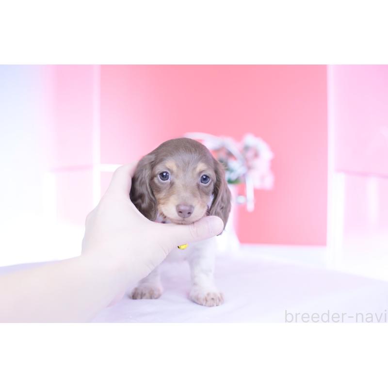 成約済の愛知県のミニチュアダックスフンド(ロングヘアード)-439663の8枚目