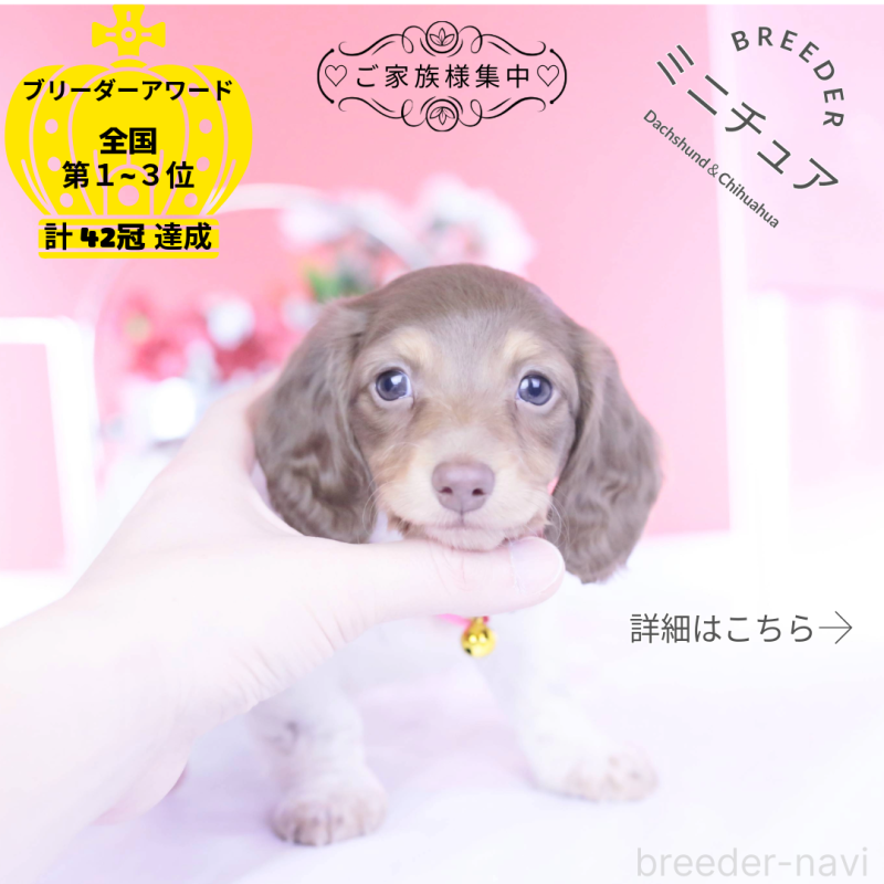 販売中の愛知県のミニチュアダックスフンド(ロングヘアード)-439663