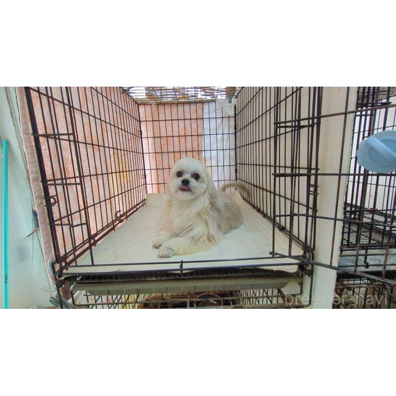 販売中ののチワマル:チワワ×マルチーズ-388709