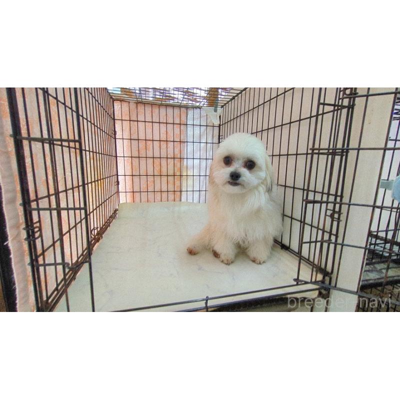 販売中の茨城県のチワマル:チワワ×マルチーズ-388709の6枚目