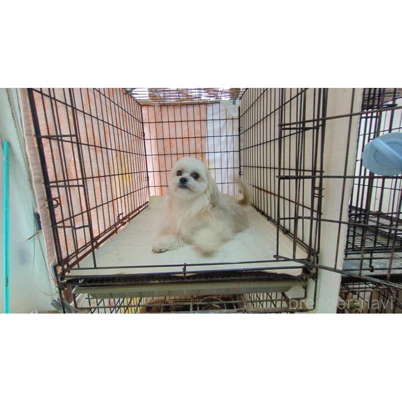 販売中の茨城県のチワマル:チワワ×マルチーズ-388709の5枚目