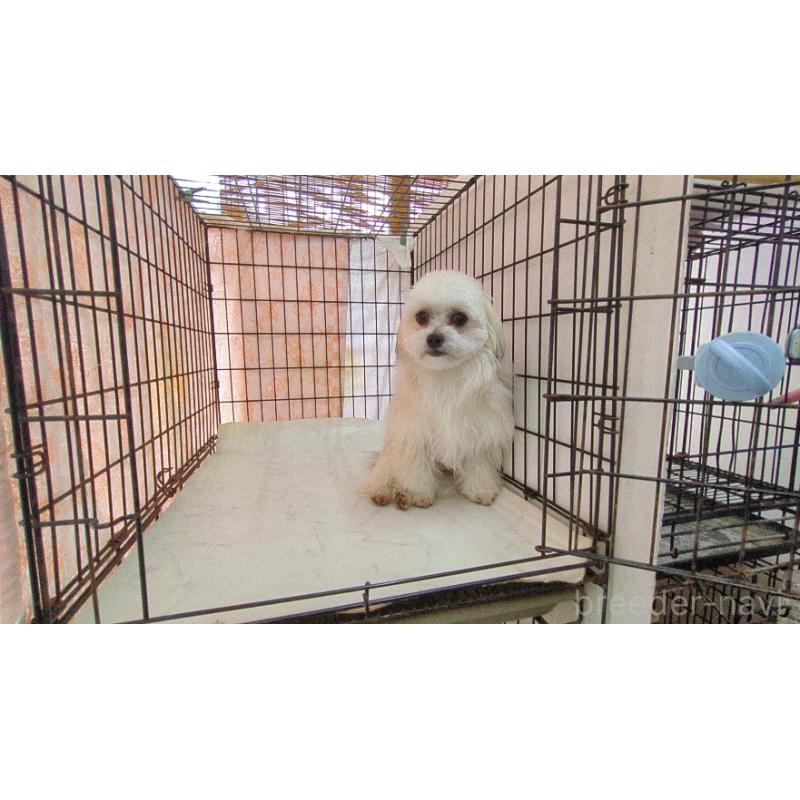 販売中の茨城県のチワマル:チワワ×マルチーズ-388709の2枚目