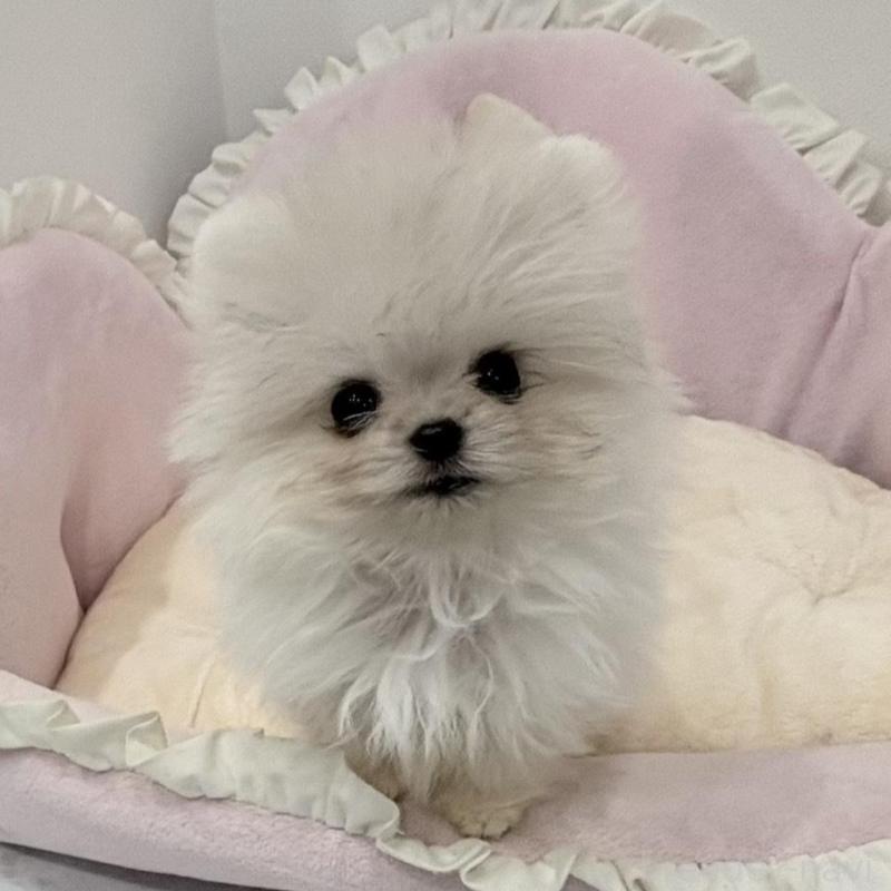 販売中の愛知県のミックス犬-442247の1枚目