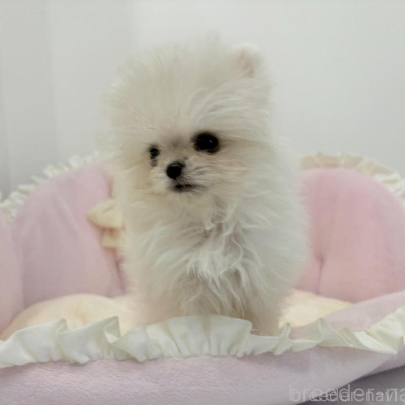 販売中の愛知県のミックス犬-442247の9枚目