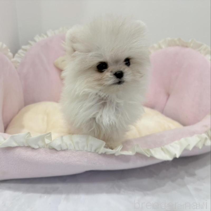 販売中の愛知県のミックス犬-442247の8枚目