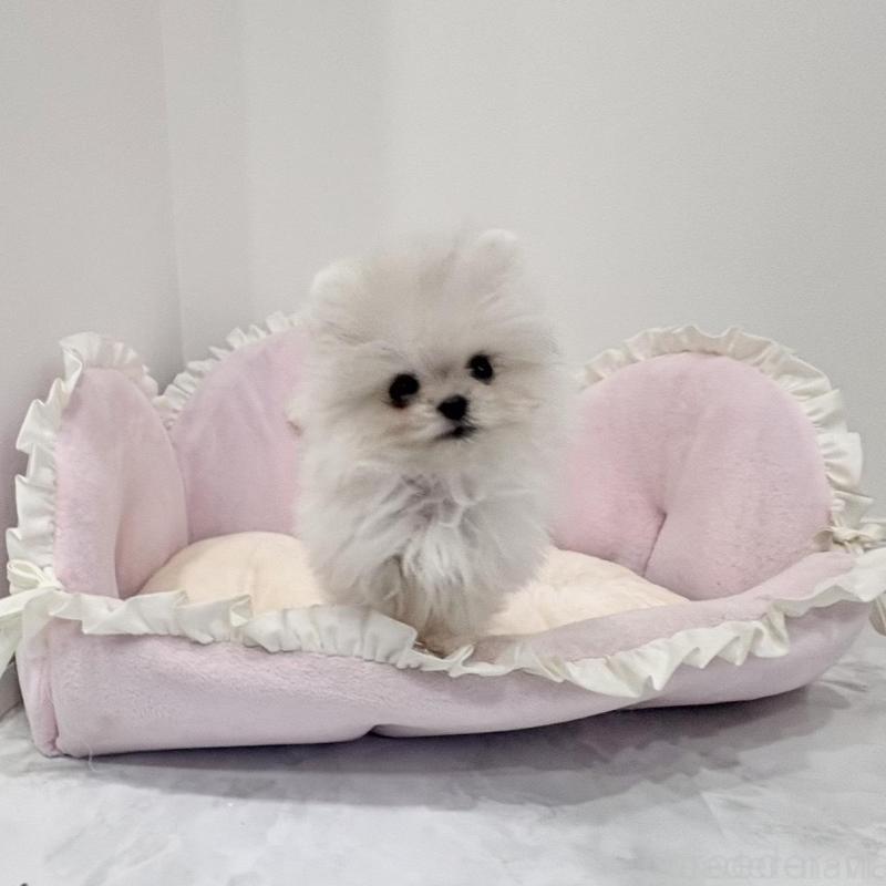 販売中の愛知県のミックス犬-442247の7枚目