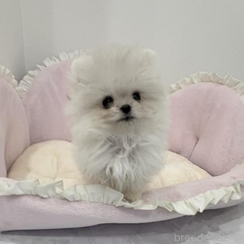 販売中の愛知県のミックス犬-442247の6枚目