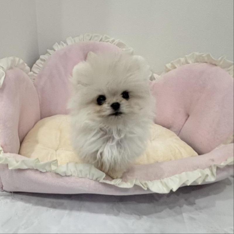 販売中の愛知県のミックス犬-442247の5枚目