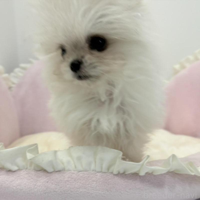 販売中の愛知県のミックス犬-442247の4枚目