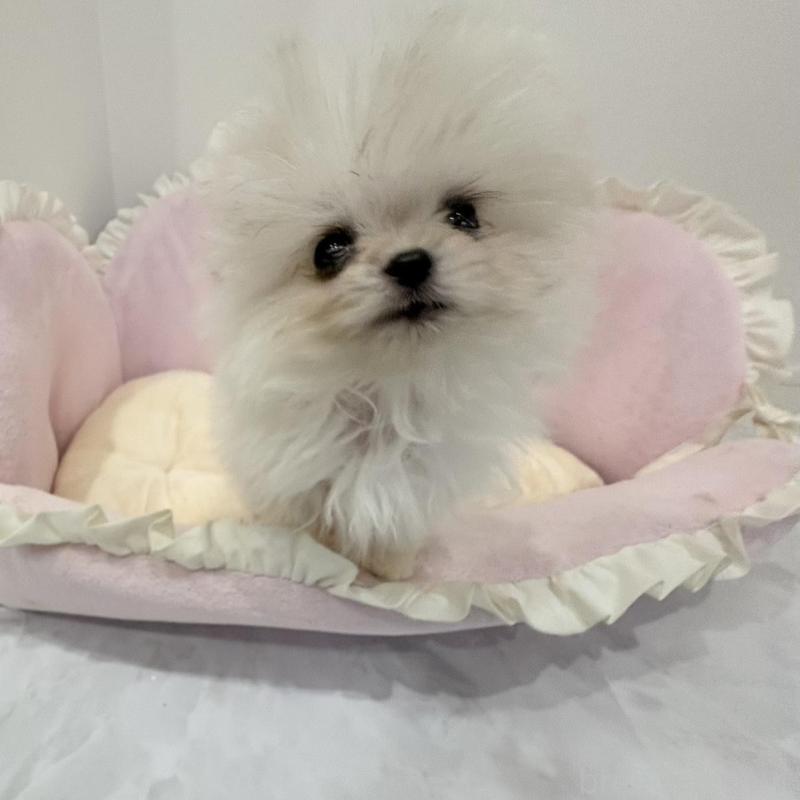 販売中の愛知県のミックス犬-442247の3枚目