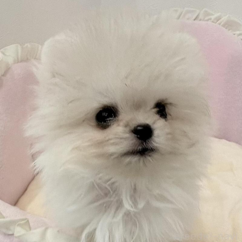 販売中の愛知県のミックス犬-442247の2枚目