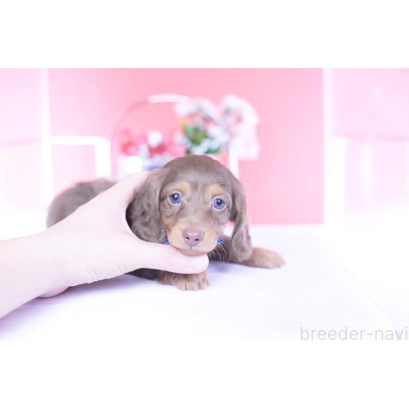 販売中の愛知県のミニチュアダックスフンド(ロングヘアード)-439662の11枚目