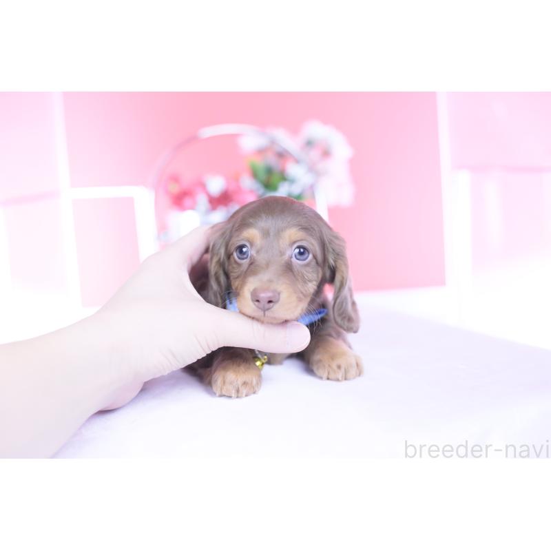 販売中の愛知県のミニチュアダックスフンド(ロングヘアード)-439662の5枚目