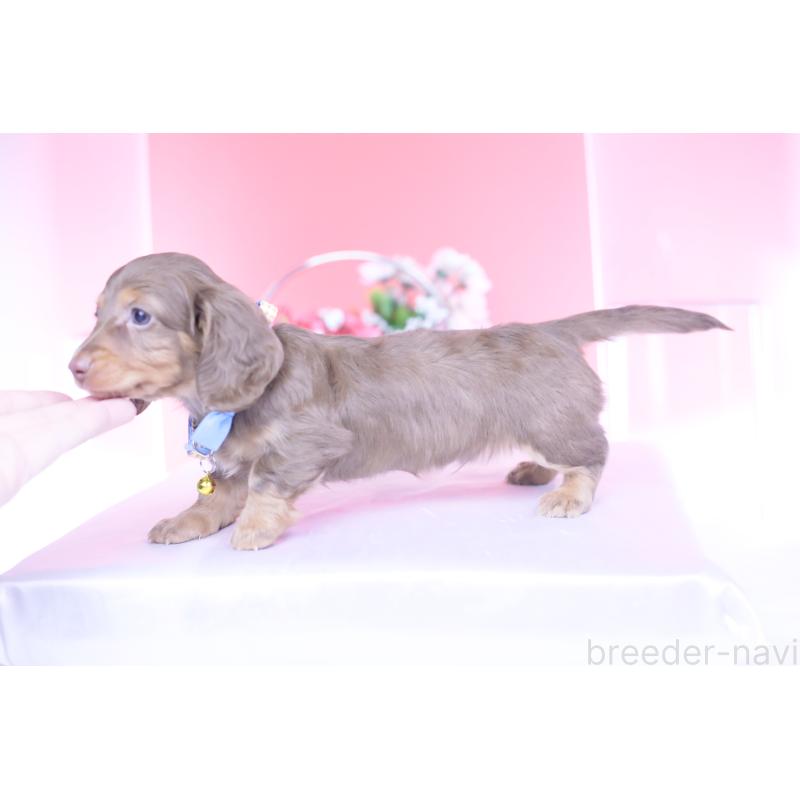 販売中の愛知県のミニチュアダックスフンド(ロングヘアード)-439662の2枚目