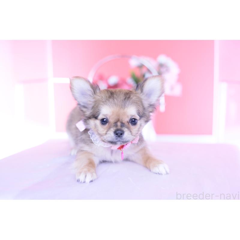 販売中の愛知県のチワワ(ロングコート)-434572の12枚目