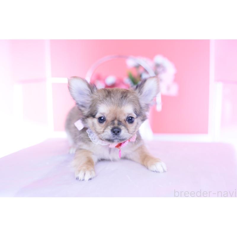 販売中の愛知県のチワワ(ロングコート)-434572の11枚目