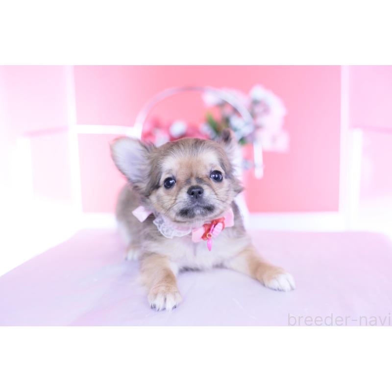 販売中の愛知県のチワワ(ロングコート)-434572の10枚目