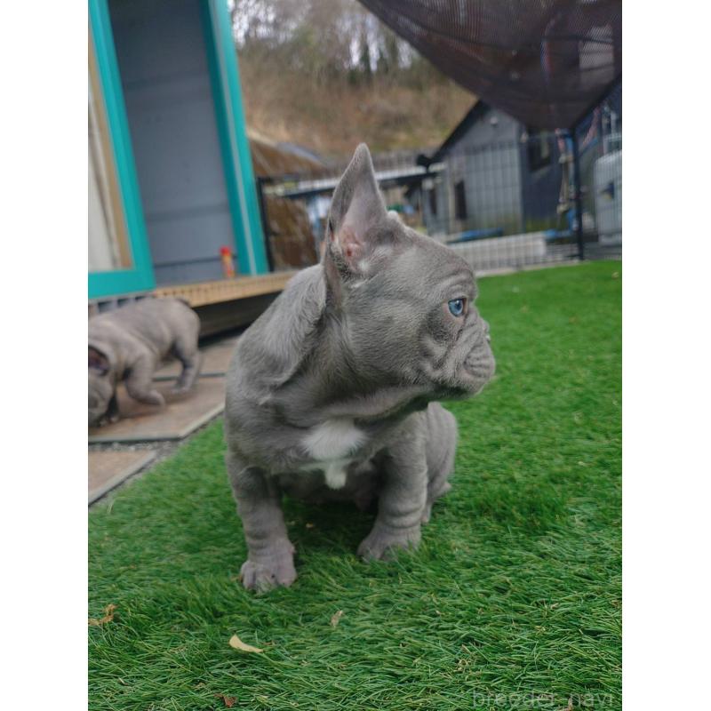 販売中の愛媛県のフレンチブルドッグ-442248の5枚目