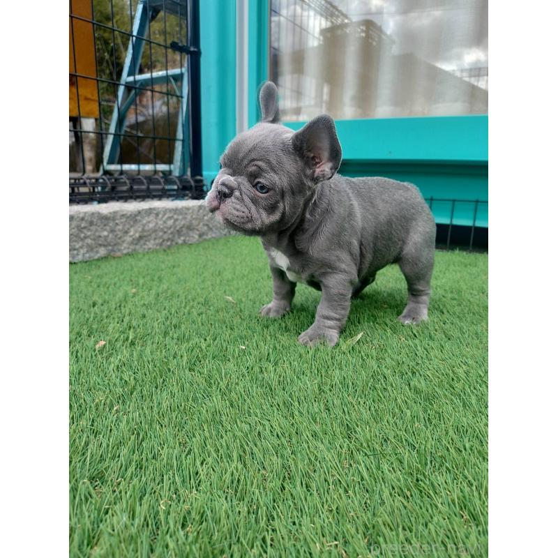 販売中の愛媛県のフレンチブルドッグ-442248の4枚目