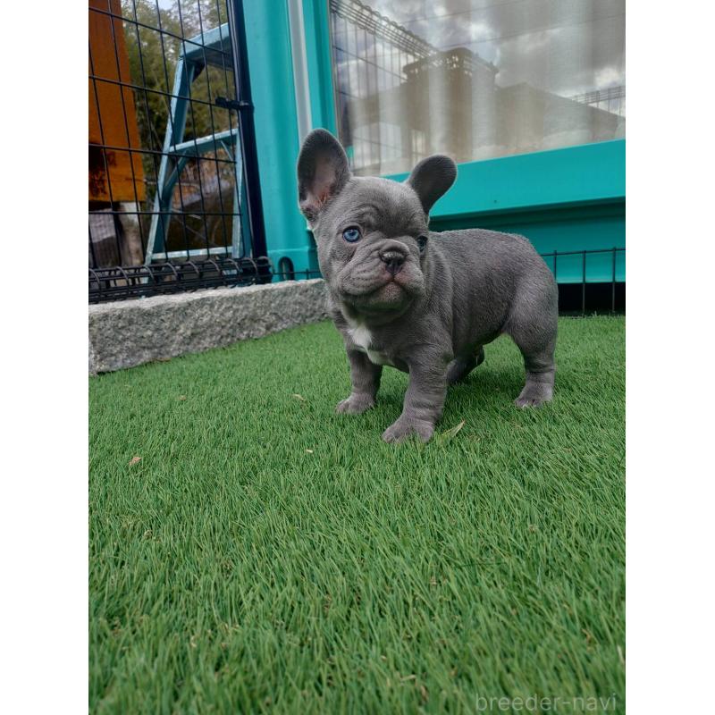 販売中の愛媛県のフレンチブルドッグ-442248の3枚目