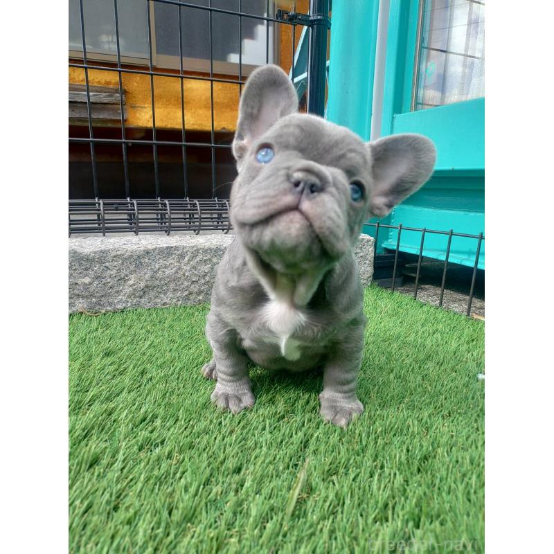 販売中の愛媛県のフレンチブルドッグ-442248