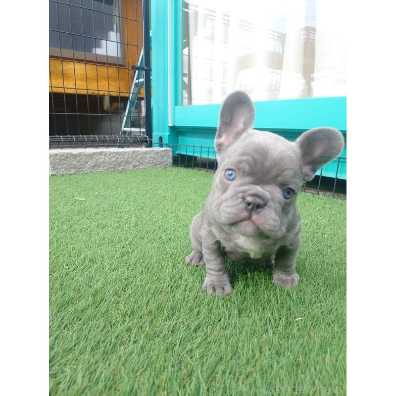 販売中の愛媛県のフレンチブルドッグ-442248の2枚目