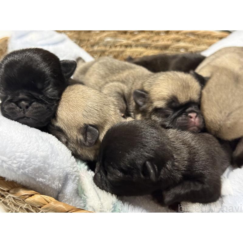 販売中の茨城県のパグ-442251の5枚目