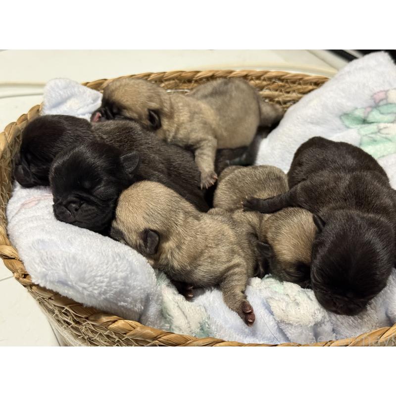 販売中の茨城県のパグ-442251の4枚目