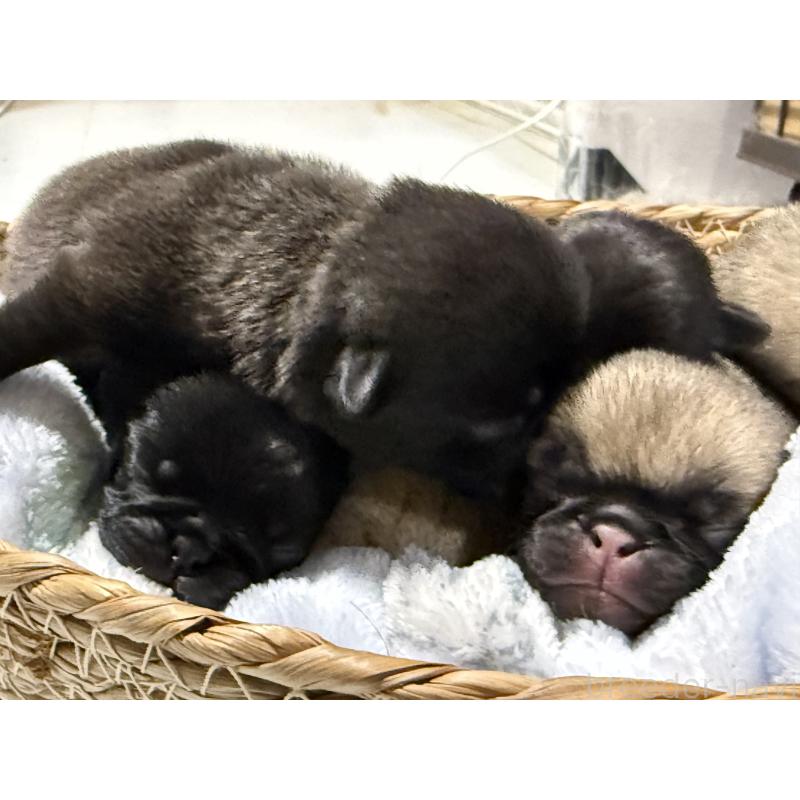 販売中の茨城県のパグ-442251の3枚目