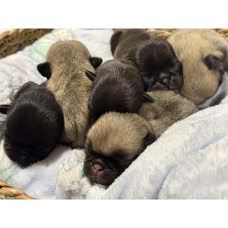 販売中の茨城県のパグ-442251の2枚目