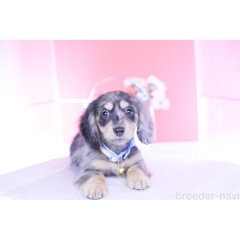 成約済の愛知県のカニンヘンダックスフンド(ロングヘアード)-437140の13枚目