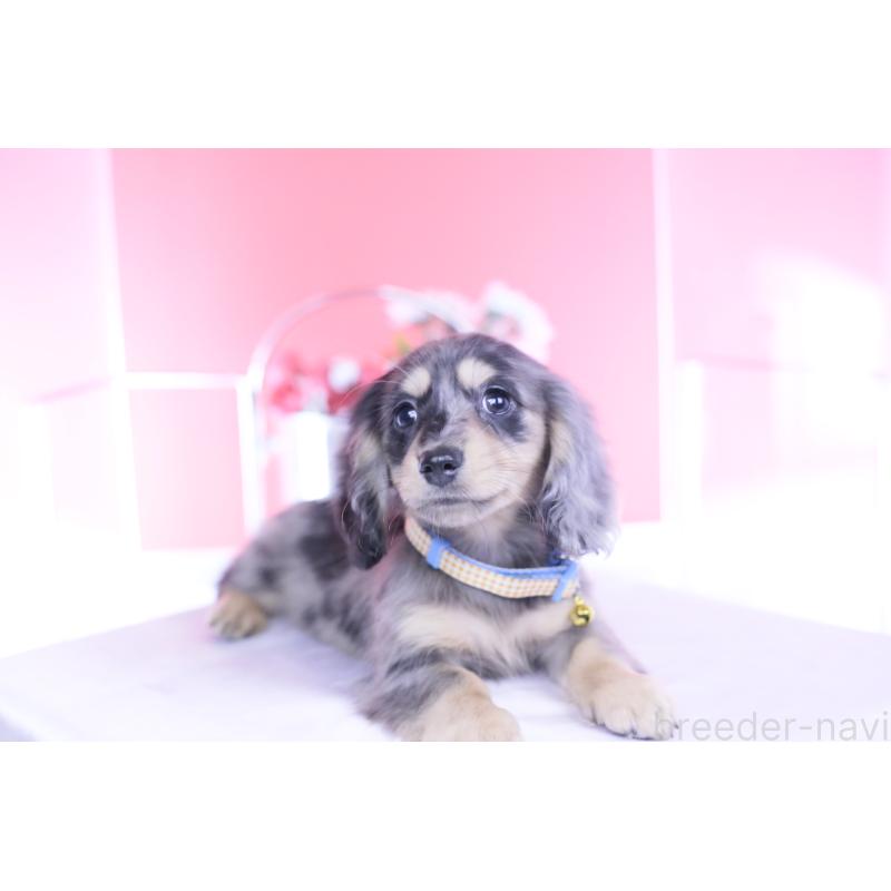 成約済の愛知県のカニンヘンダックスフンド(ロングヘアード)-437140の11枚目