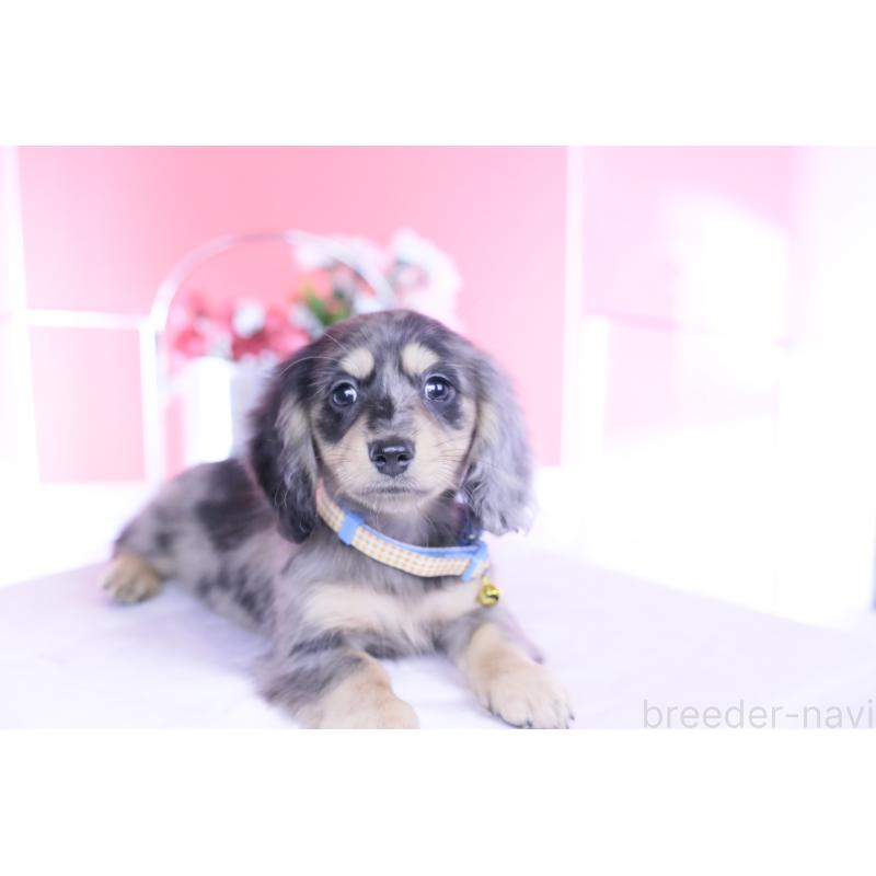 成約済の愛知県のカニンヘンダックスフンド(ロングヘアード)-437140の10枚目