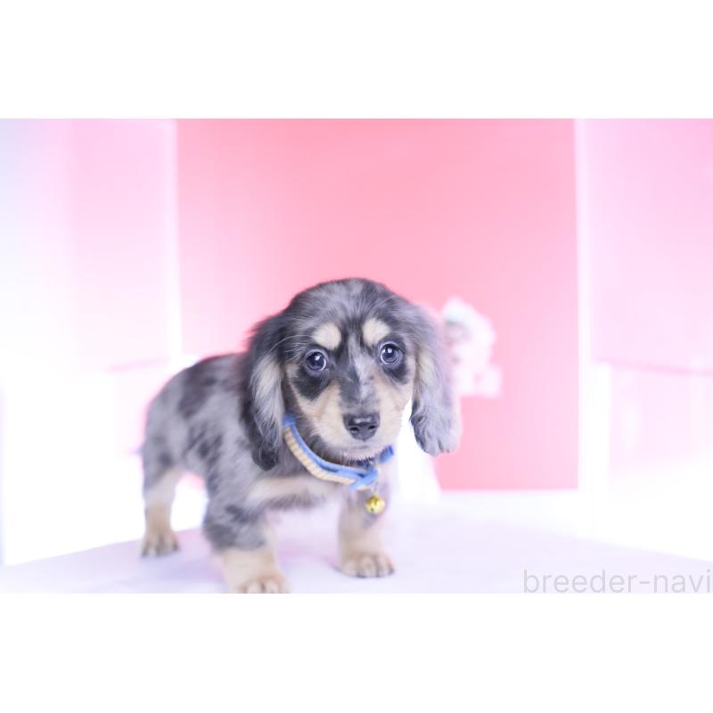 成約済の愛知県のカニンヘンダックスフンド(ロングヘアード)-437140の8枚目