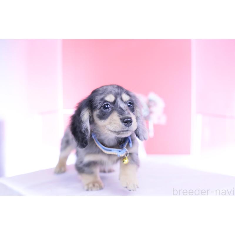 成約済の愛知県のカニンヘンダックスフンド(ロングヘアード)-437140の7枚目