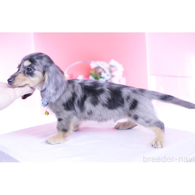 成約済の愛知県のカニンヘンダックスフンド(ロングヘアード)-437140の5枚目