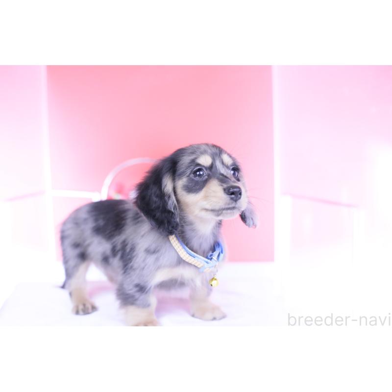 成約済の愛知県のカニンヘンダックスフンド(ロングヘアード)-437140の2枚目