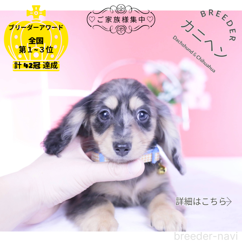 販売中の愛知県のカニンヘンダックスフンド(ロングヘアード)-437140