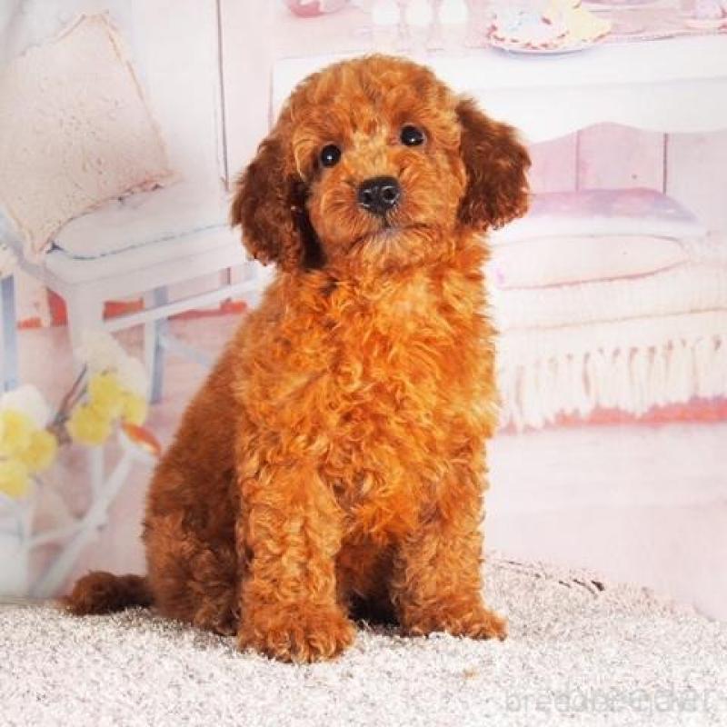 販売中の茨城県のトイプードル-442249の1枚目